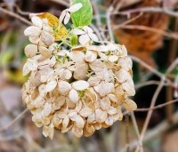 Hydrangea paniculata 'Limelight' - Pluimhortensia 'Limelight' - herfst