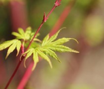 Acer palmatum Sangokaku