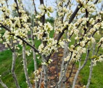 Cercis 'Shirobana'