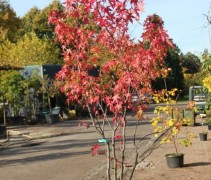 Liquidambar styraciflua 'Worpleston'