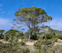 Pinus Pinaster direct aan de Kust locatie Ibiza