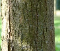 Toona sinensis stam