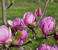 Magnolia 'Cleopatra' - Magnolia 'Cleopatra' - 4