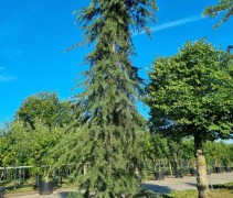 Cedrus deodora 'Pendula'