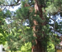 Sequoiadron giganteum