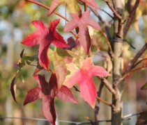 Liquidambar Lane Roberts