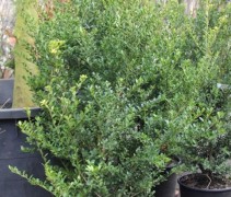 Japanse hulst, Ilex crenata 'Green Hedge'