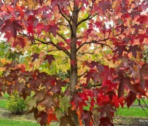Liquidambar amberboom 