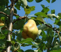 Pyrus comm. ‘Triomphe de Vienne’ vrucht