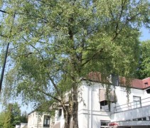 Betula Pendula