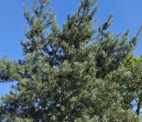 Pinus sylvestris 'Glauca' - Grove den 'Glauca' - 4