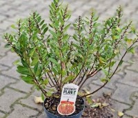 Myrica gale - Wilde Gagel - 2