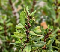 Myrica gale - Wilde Gagel - 1