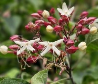 Clerodendrum trichotomum fargesii - Clerodendrum trichotomum  - 5