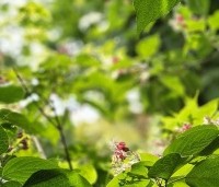Clerodendrum trichotomum fargesii - Clerodendrum trichotomum  - 6