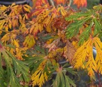 Acer japonicum 'Aconitifolium' - Japanse Esdoorn 'Aconitifolium' - 2