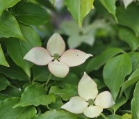 cornus kousa var chinensis - cornus kousa var chinensis - 1