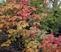 Acer japonicum 'Aconitifolium' - Japanse Esdoorn 'Aconitifolium' - 2
