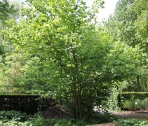 Corylus avellana