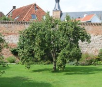 Pyrus communis 'Conference'