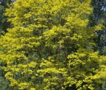Robinia Frisia in volwassen vorm in het najaar