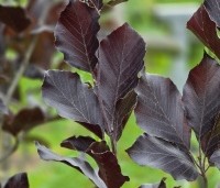 Fagus sylvatica 'Dawyck Purple' - Paarse Beuk - 2