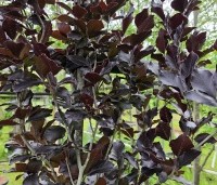 Fagus sylvatica 'Dawyck Purple' - Paarse Beuk - 1