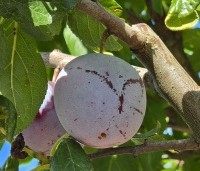 Prunus dom. 'Reine Claude d'Althan' - Prunus dom. 'Reine Claude d'Althan' - 2