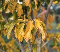 Parrotia persica 'Bella' - Perzisch IJzerhout - 2