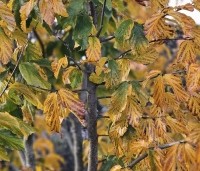 Parrotia persica 'Bella' - Perzisch IJzerhout - 1