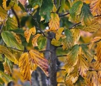 Parrotia persica 'Bella' - Perzisch IJzerhout - 3