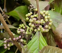 Callicarpa bodinieri 'Profusion' - Schoonvrucht - 2