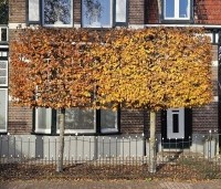 Fagus sylvatica - Groene beuk - herfstkleuren