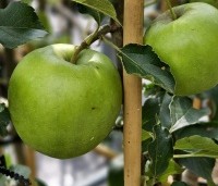 Malus dom. 'Jonagold' - Malus dom. 'Jonagold' - augustus 2024