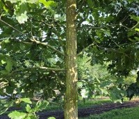 Quercus cerris - Moseik - 2