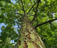 Quercus cerris - Moseik - 3