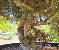 Acer palmatum 'Dragon Fire' - Japanse Esdoorn Dragon Fire - 1