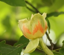 bloei Tulpenboom zijaanzicht