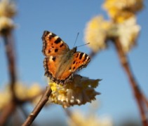 Edgeworthia Winterliebe