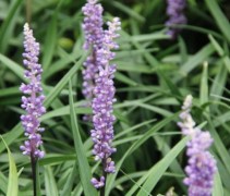 Liriope muscari