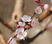 Prunus abrikoos Tros Oranje bloesem