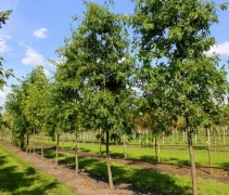 Quercus Palustris
