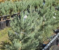 Sequoiadendron giganteum 'Glaucum' - Mammoetboom 'Glaucum' - 1