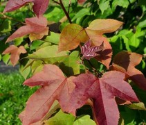 Liquidambar formosa 'Ellen'