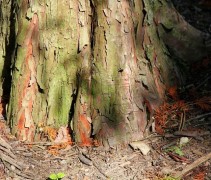 Taxodium Distichum