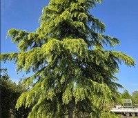 Cedrus deodara 'Aurea' - Himalayaceder 'Aurea' - 1