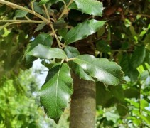 Quercus ilex 