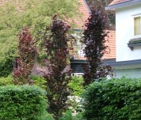 Fagus sylvatica 'Dawyck Purple' - Paarse Beuk - 3