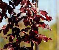 Fagus sylvatica 'Dawyck Purple' - Paarse Beuk - 2