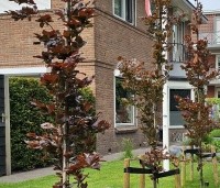 Fagus sylvatica 'Dawyck Purple' - Paarse Beuk - 1
